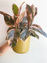 Load image into Gallery viewer, Variegated Rubber Plant