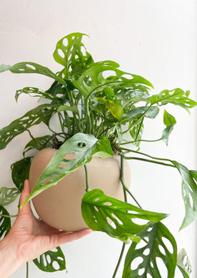 Swiss Cheese Plant