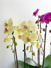 Load image into Gallery viewer, Large Potted Orchid