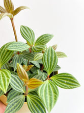 Load image into Gallery viewer, Peperomia Plant