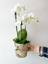 Load image into Gallery viewer, Medium Potted Orchid