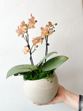 Load image into Gallery viewer, Vday Orchid - Medium