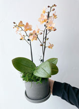Load image into Gallery viewer, Medium Potted Orchid